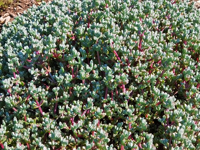 Oscularia deltoides (4)    Hardy   Small   Evergreen   Succulent   Drought tolerant   Striped purple flowers   Container plant   Stabilize soil   Attracts insect and wildlife